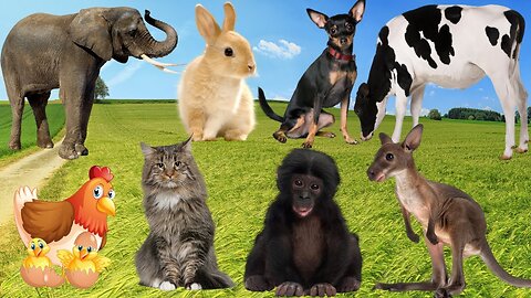 funny farm animal moments_ Elephant, Rooster, Cow, Horse, Dog, Hen, Duck, cat, sheep - animal sounds