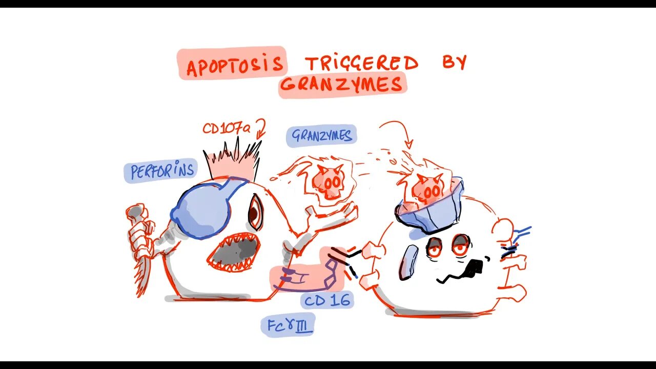 Natural Killer Cells and Antibody Dependent Cellular Cytotoxicity (ADCC) German Study