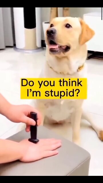 "The Ultimate Pranksters: Dog and Monkey's Epic Gags!"😅😅🤣🤣🤣🐶🐵🐒