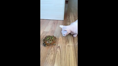 cat and turtle video