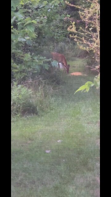 Out our Kitchen Window This Evening 7-14-24