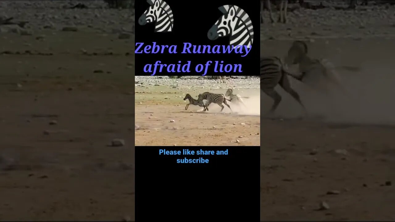 Zebra runway afraid of Lion 🦁2022,#shorts #shortvideo #youtubeshorts