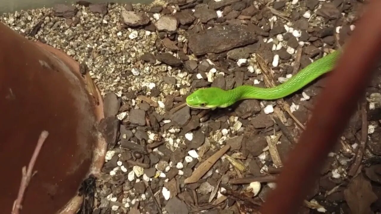 BELLE SWALLOWING A SMALL GRASSHOPPER (09/10/23) 🎶