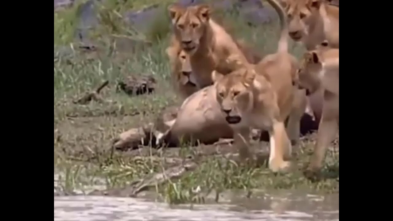 LION VS CROCODILE/WILD ANIMALS FIGHT COMPILATION