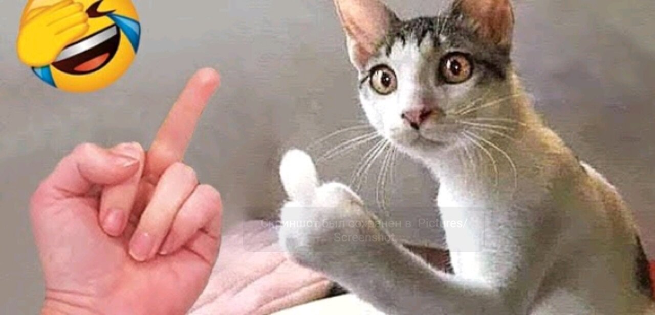 funny cats , don 't die of laughter