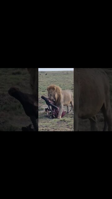 Maasai Mara Sightings Today 11/01/22 (Lions, Leopard, Hyena, etc) | Zebra Plains | #shorts