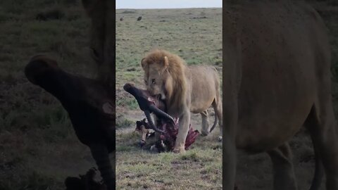 Maasai Mara Sightings Today 11/01/22 (Lions, Leopard, Hyena, etc) | Zebra Plains | #shorts