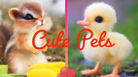 SO CUTE! Cutest baby animals