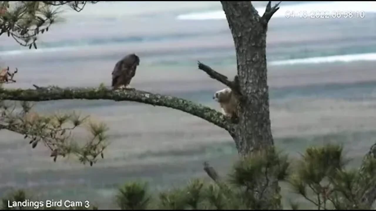 Fledge-Mom And Owlet Reunion 🦉 4/18/22 06:58