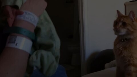 Adorable baby scares cat to death!