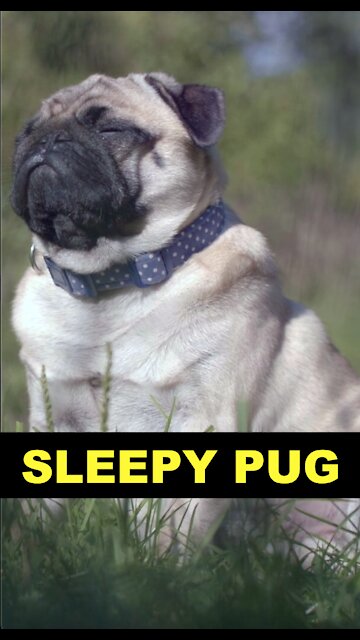 😴🐶 [𝑺𝒍𝒆𝒆𝒑𝒚 𝑷𝒖𝒑𝒑𝒚 𝑭𝒂𝒍𝒍𝒊𝒏𝒈 𝒂𝒔𝒍𝒆𝒆𝒑] Sleepy Pug