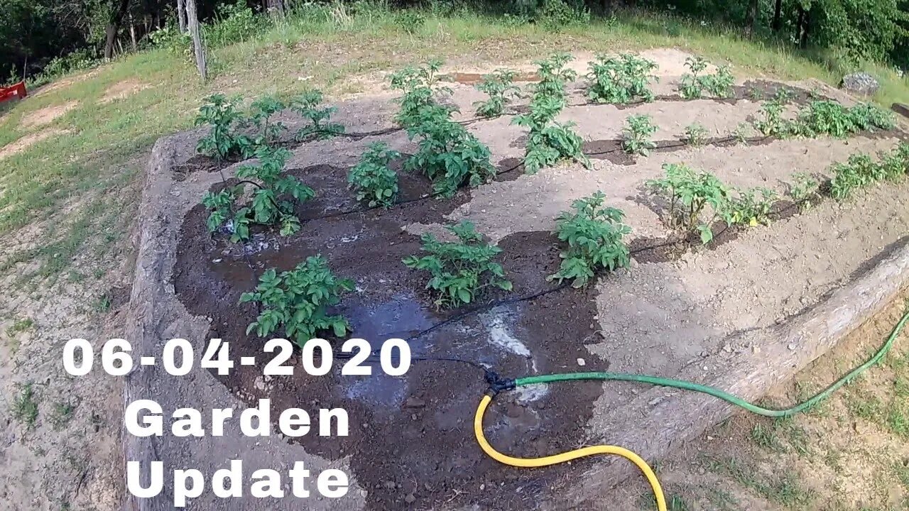 Garden update 06-04-2020