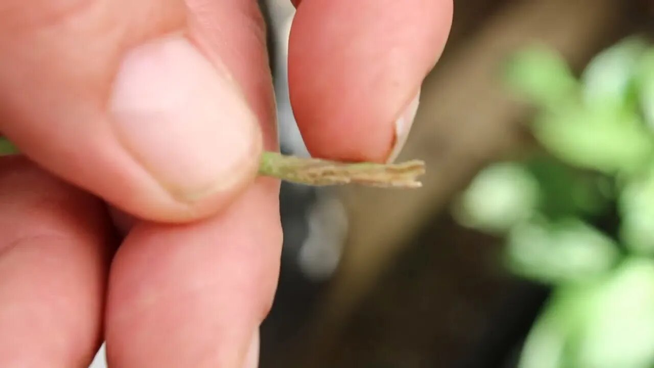 T Bird And Reds 2022 Outdoor Grow 🏜️🌲💨👏💯