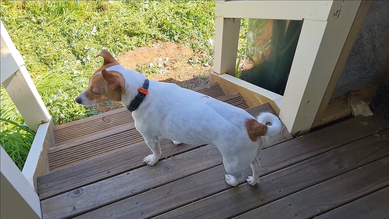 Jilly explores the farm. What can she drag inside?