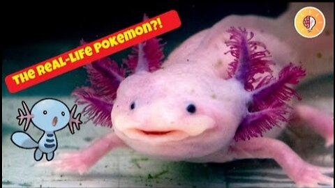 22 cute crazy and weird animals you've probably never heard of