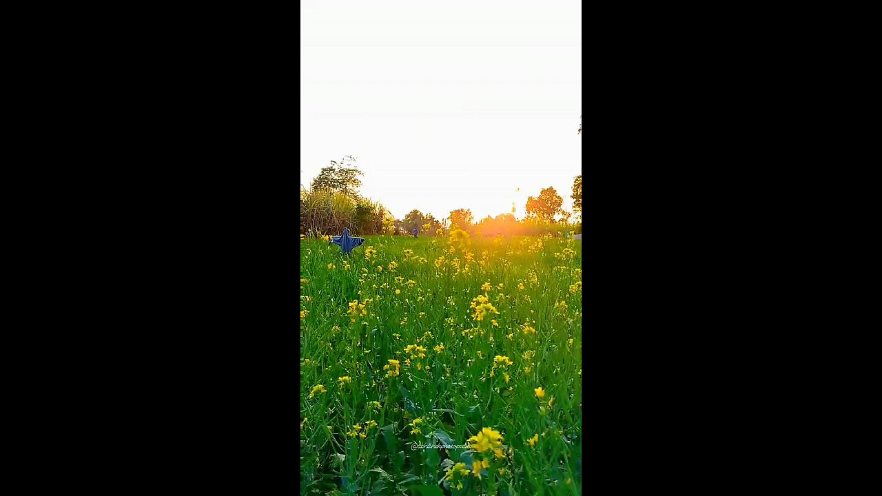 Indian mustard flower