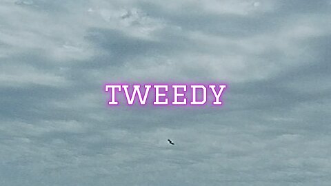 TWEEDY!