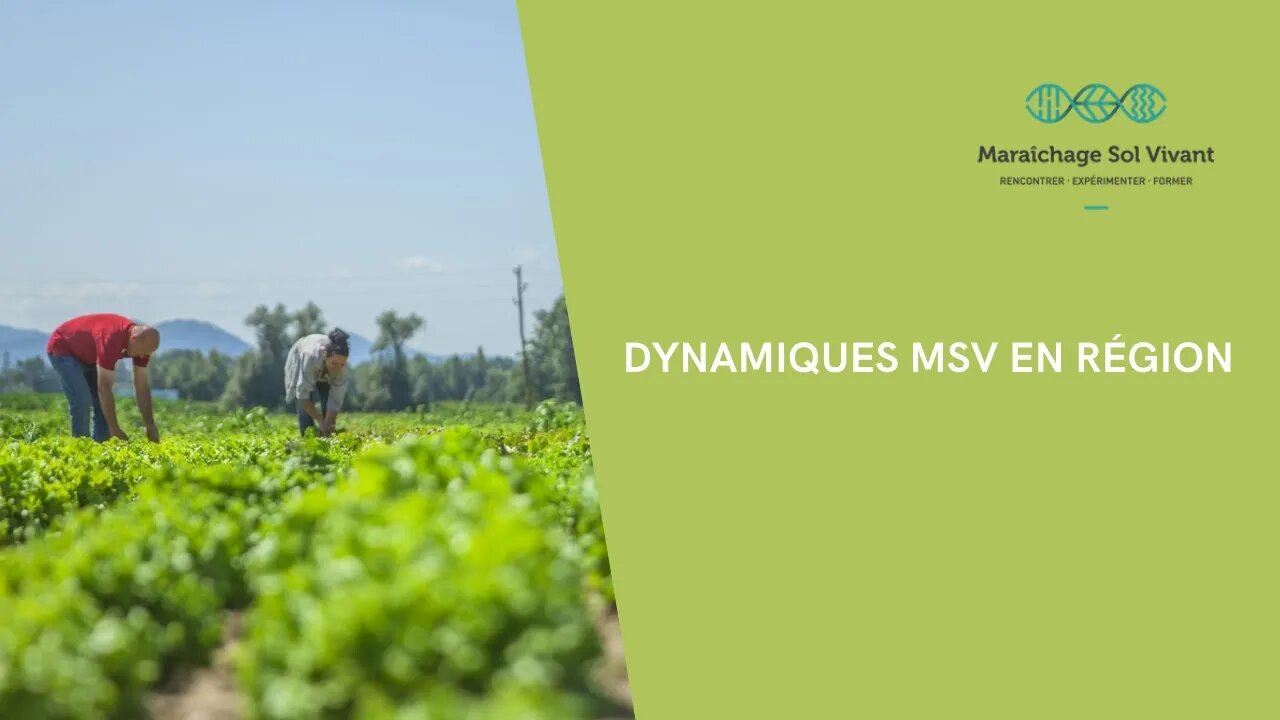 Les dynamiques MSV en région