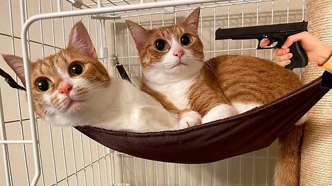 funny cat and dog videos try not to laugh 😂