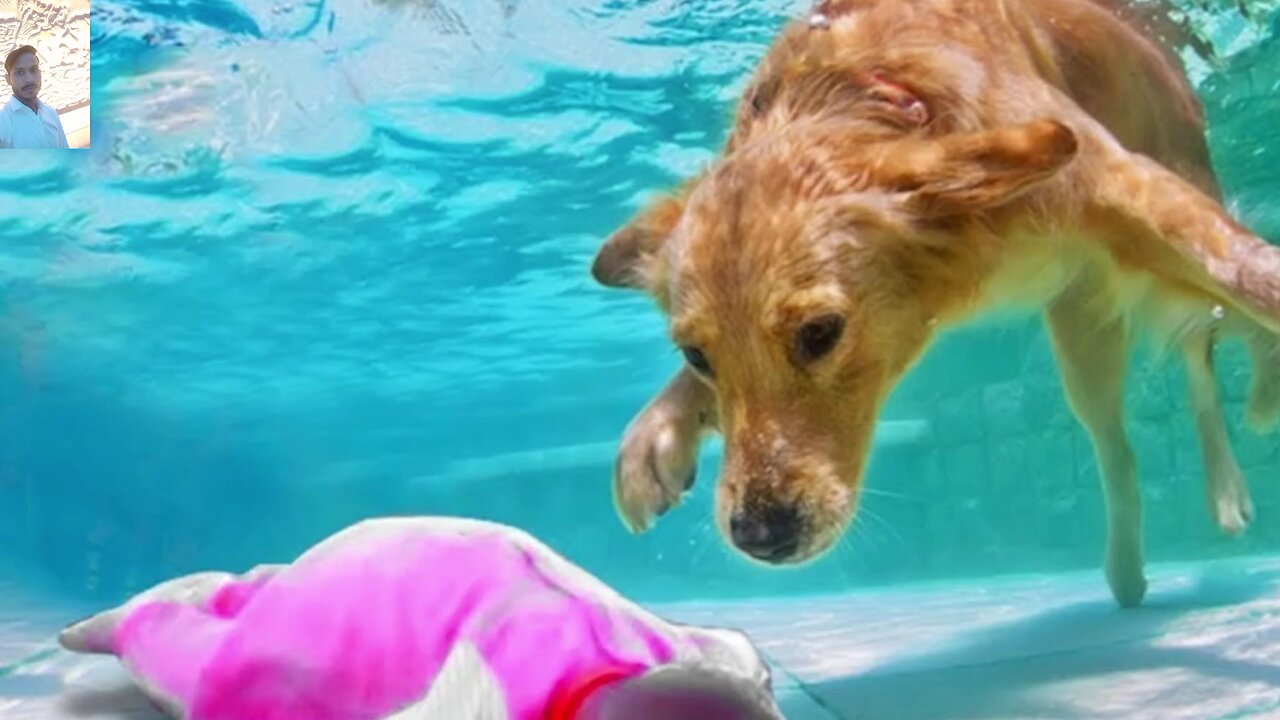 Strange actions of animals recorded on camera