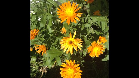 The Wonderful Loneliness of Gardening