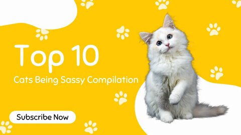 Top 10 Videos of Cats Being Sassy | Funny Voiceover