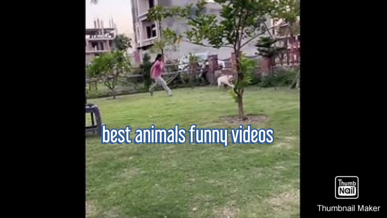 New Funny Animals Funniest Cats and Dogs Videos part 1