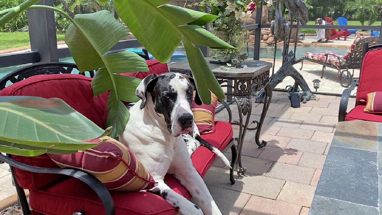 Laid back Great Dane loves that Florida pool life