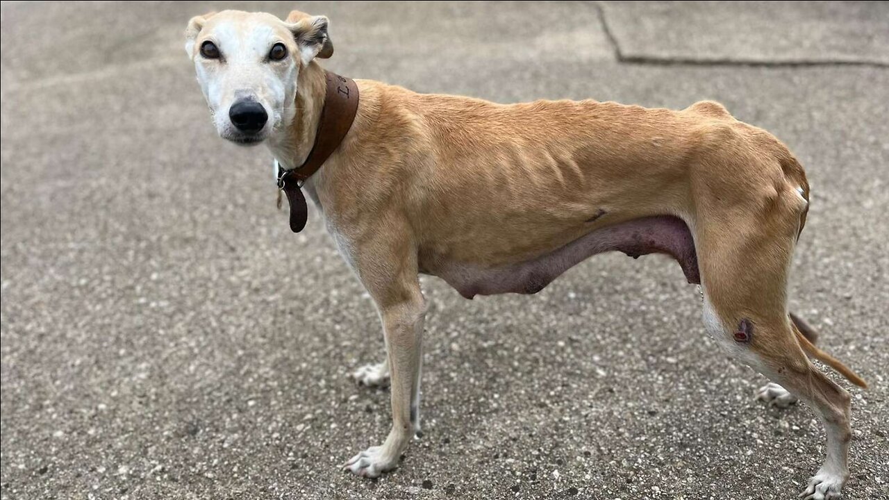 Sacrificing her health and well-being, the mother dog did everything to make her crumbs live