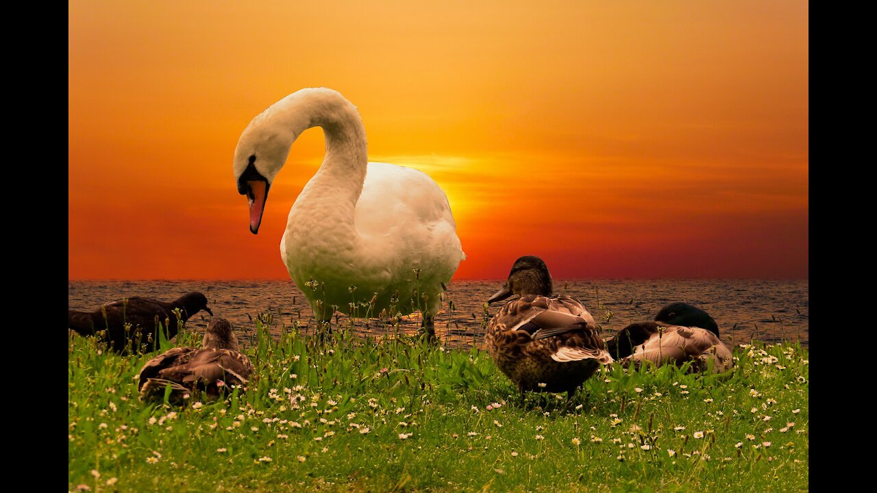 Cute Duck Swans in the lake