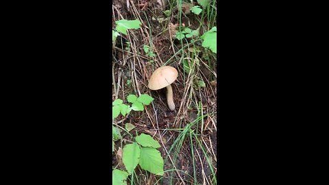 Mushrooms of June