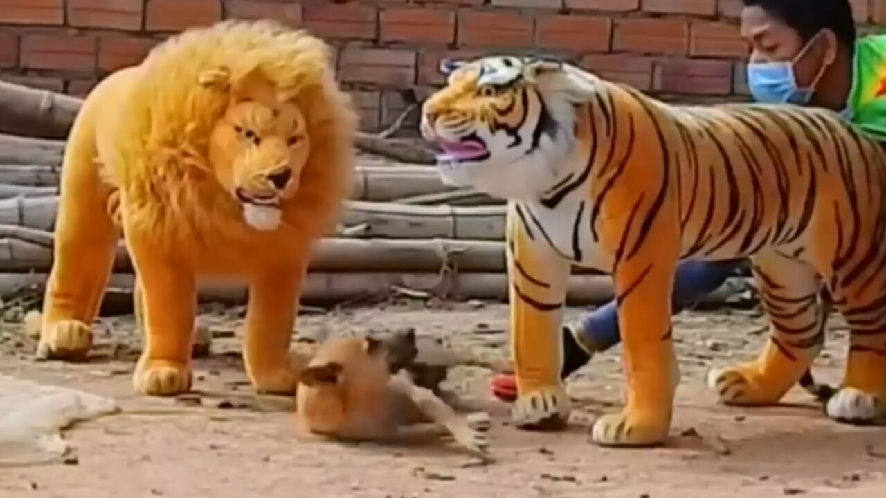 So funny prank video dog vs tiger. Watch till end 🤣😁😲🤪