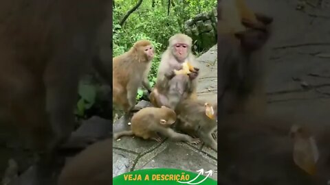 MACACOS COMENDO JUNTOS #shorts #animals #planetaanimalshorts