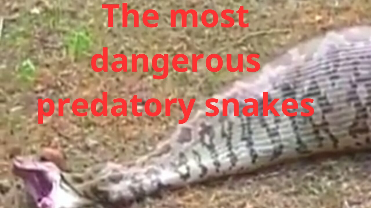 Giant Anaconda Strikes! Watch as it devours its prey in seconds."