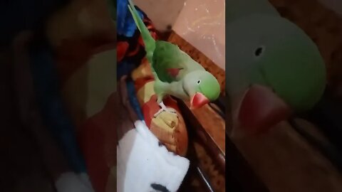 Lovely Parrot #