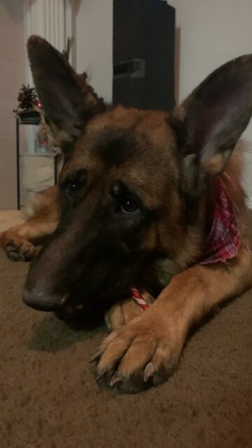 German Shepherd with a Christmas lollipop!