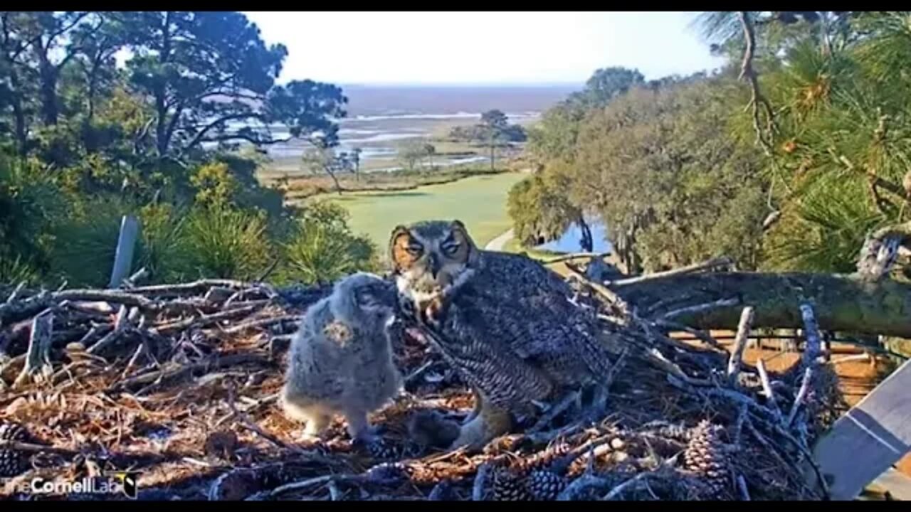 Late Morning Breakfast 🦉3/18/22 09:39