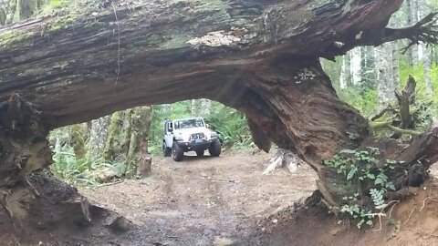 Cedar Tree trail