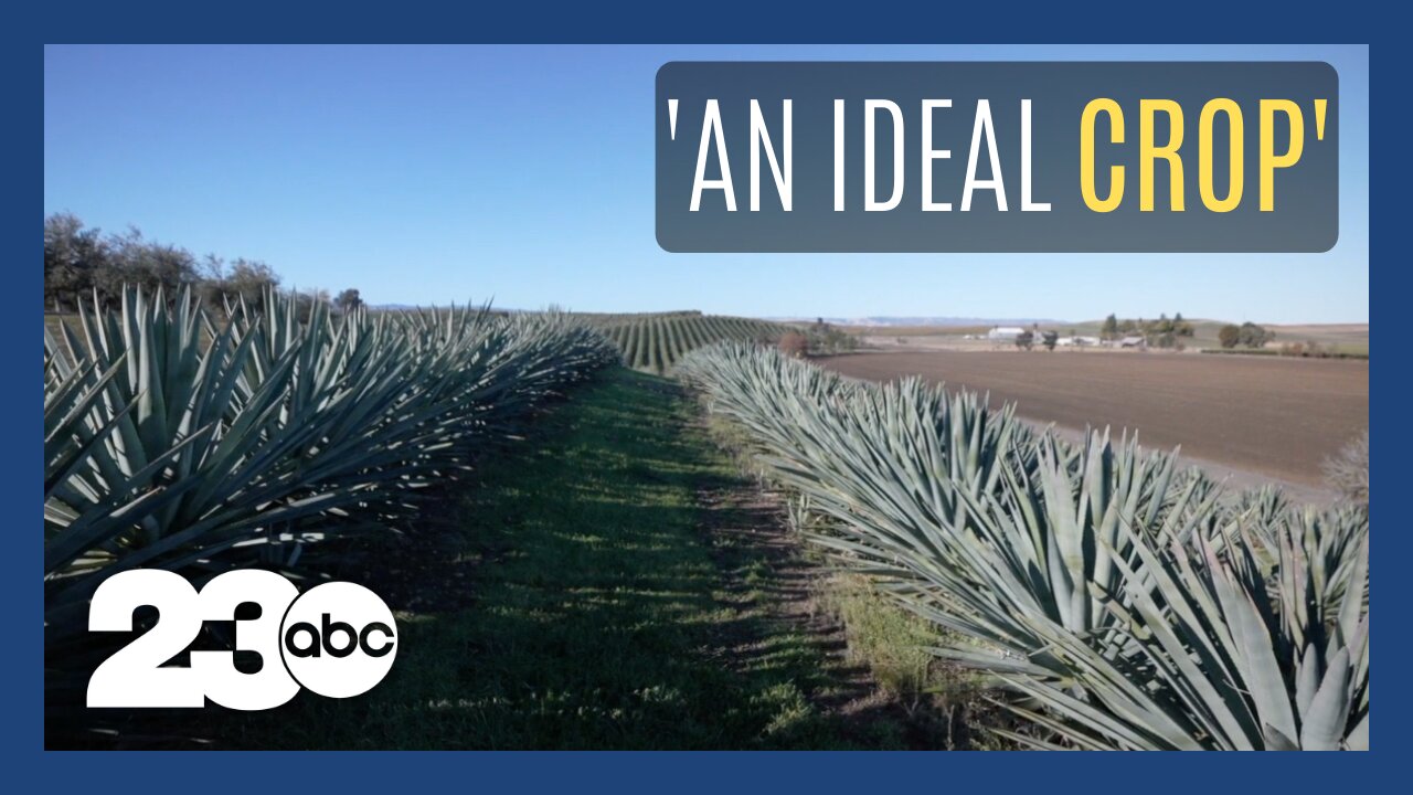 California farmers test agave in drought