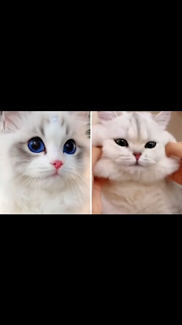 you look so cute my pussys cats