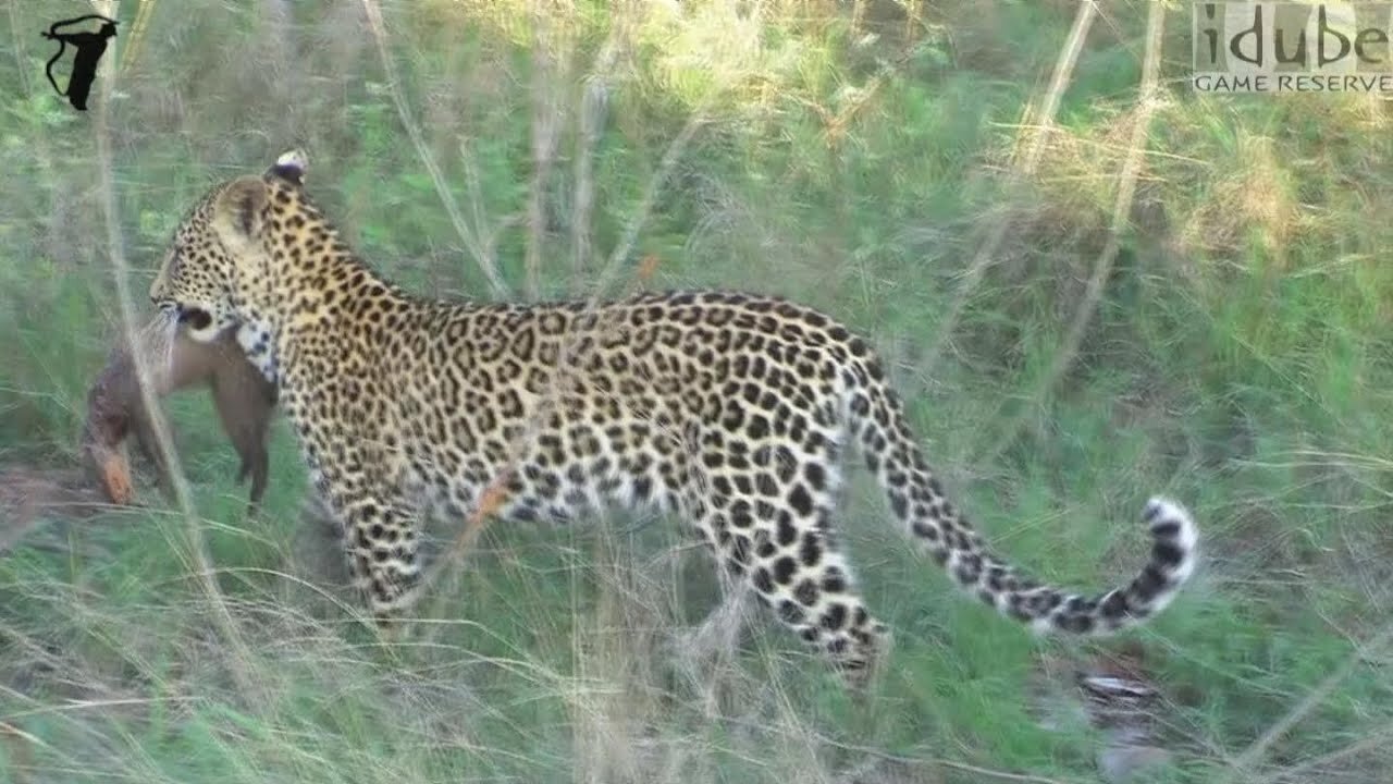 That Little Rat-Lookin' Thing Just Got Ate! (Leopard Eats Mongoose)