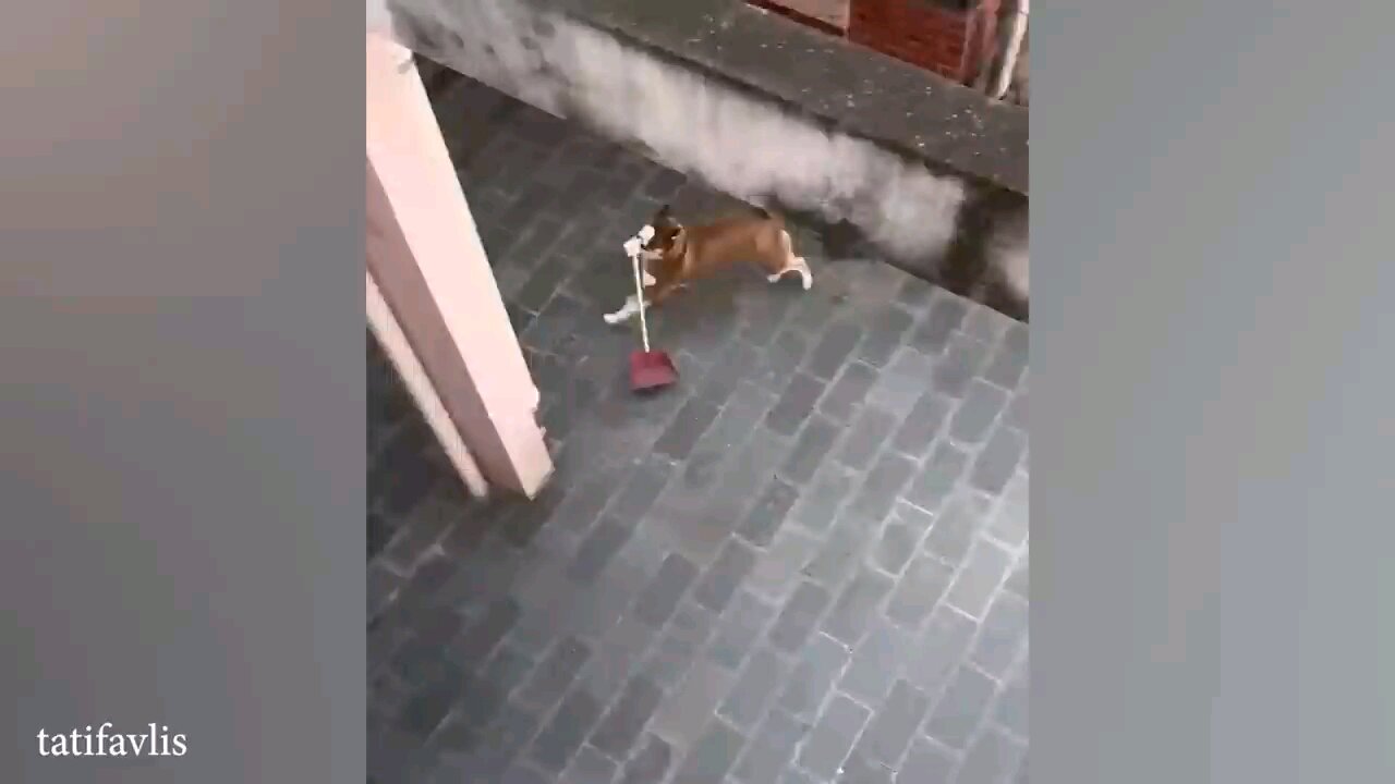 funny funny animals cat dog 😅🐕