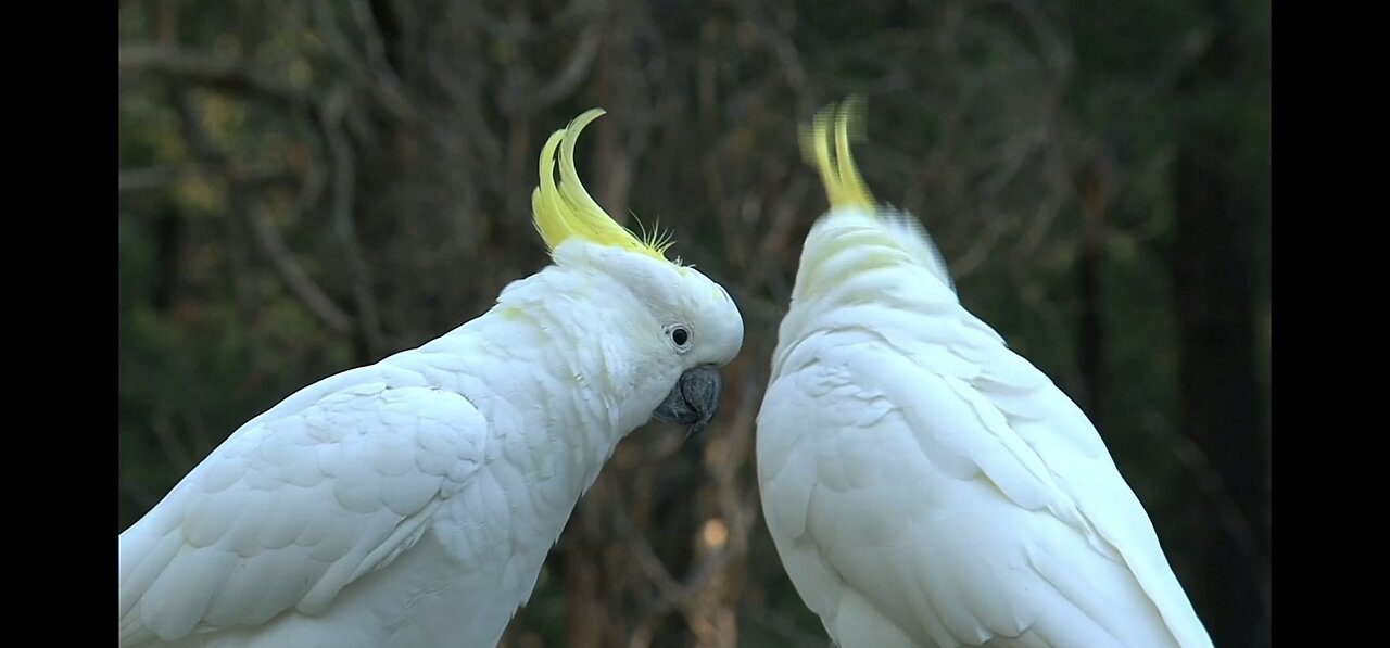 Natural lovey Bird's couple | viral shorts.