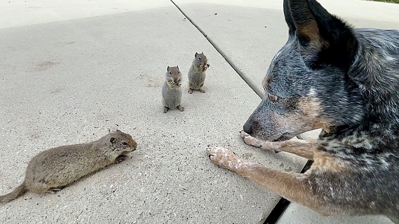 Zippy Blue Heeler Amazing Discipline With Prairie Dogs at Utah Rest Area CDL Truck Driving Trucking Life