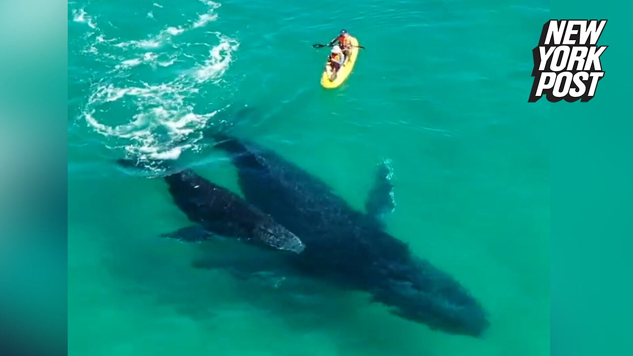 Playful baby whale whips tail at kayakers