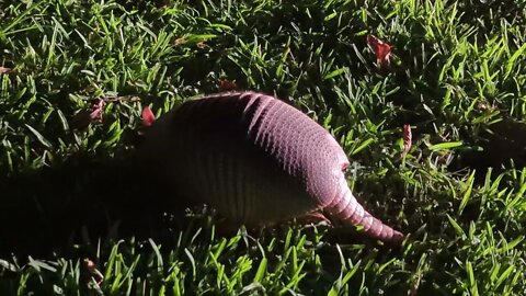 Amazing Texas Armadillo.