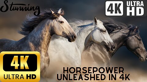 Horsepower Unleashed: Stunning 4K Equine Video