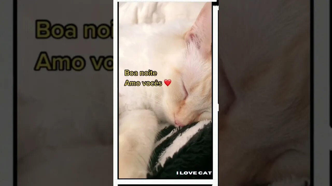 Funny cats, 面白い猫, 有趣的貓, قطط مضحكة 💕😻 #shorts #gatosengraçados #youtubeshorts #ilovecats #cat