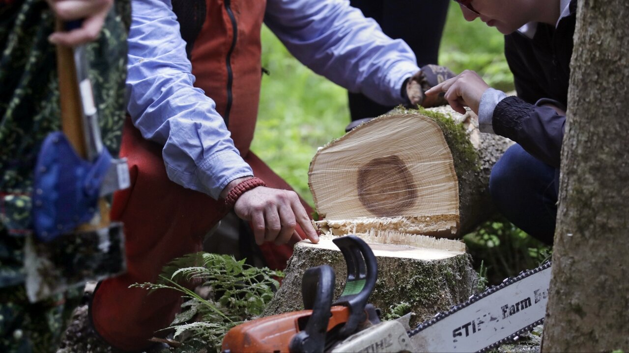 New York City Scientists Are Exploring History Through Tree Rings