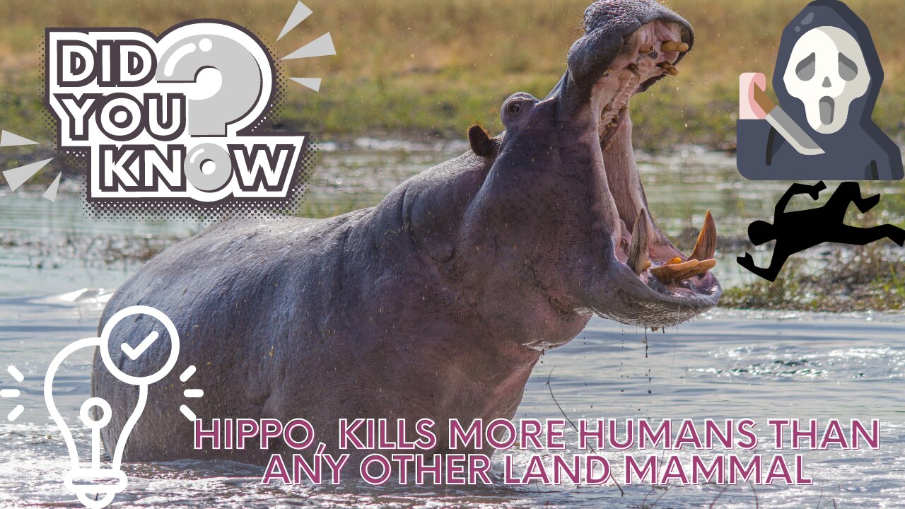 Interesting facts about hippos